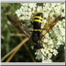Tenthredo vespa - Blattwespe w10.jpg